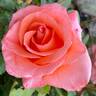 Pat's Choice rose photo