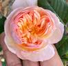 Blessed Child rose photo