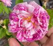 Camaïeux rose photo