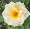 Grand Prize ™ rose photo