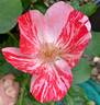 Festival Fanfare ® rose photo