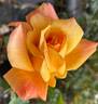 Sutter's Gold rose photo