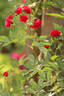 Perennial Red Domino rose photo