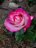 California Dreamin' ™ rose photo