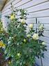 Eternal Flame rose photo
