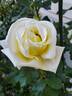 Eternal Flame rose photo