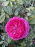 Gallicandy rose photo