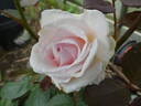 Gräfin Elke zu Rantzau rose photo