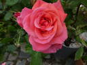 Kiss Me rose photo