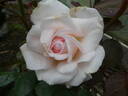 Gräfin Elke zu Rantzau rose photo
