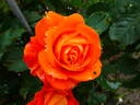 Super Trouper rose photo