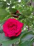 Botero rose photo