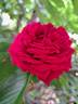 Botero rose photo