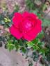 Red Leonardo da Vinci rose photo