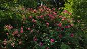 Archiduc Joseph rose photo
