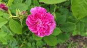 Petite Orléanaise rose photo