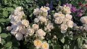 Moonlight in Paris ™ rose photo