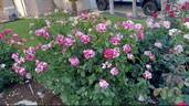 Neil Diamond rose photo