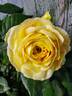 Pop Art rose photo