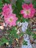 Pink Emely ® rose photo