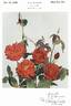 Geranium Red rose photo
