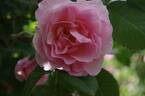 Fritz Nobis rose photo