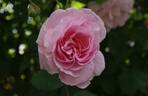 Fritz Nobis rose photo