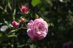 Pirontina rose photo