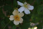 Wedding Day rose photo