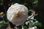 Sombreuil rose photo