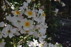 Francis E. Lester rose photo