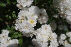 Guirlande d'Amour rose photo