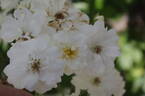 Guirlande d'Amour rose photo