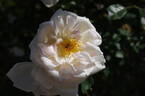 Auguste Gervais rose photo