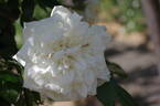 Albéric Barbier rose photo