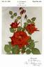 New Yorker rose photo