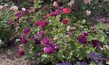 Twilight Zone rose photo