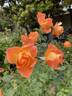 Ruth Tiffany rose photo