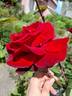 Le Rouge et le Noir rose photo