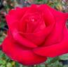 Mikado ™ rose photo