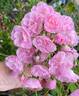 Heavenly Pink rose photo