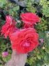 Spartan rose photo