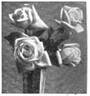 Frances E. Willard rose photo