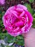 Madame Driout rose photo