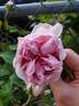 Duchesse de Brabant rose photo
