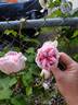 Duchesse de Brabant rose photo