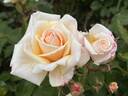 Oh Happy Day ® rose photo