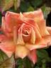 Remember Me ® rose photo