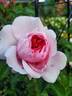 Reminiscent Pink ™ rose photo