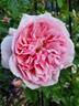 Reminiscent Pink ™ rose photo